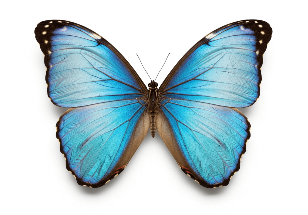 A blue butterfly on a white background