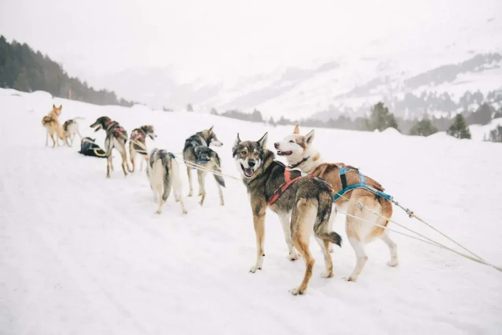 Sled dogs on the snow