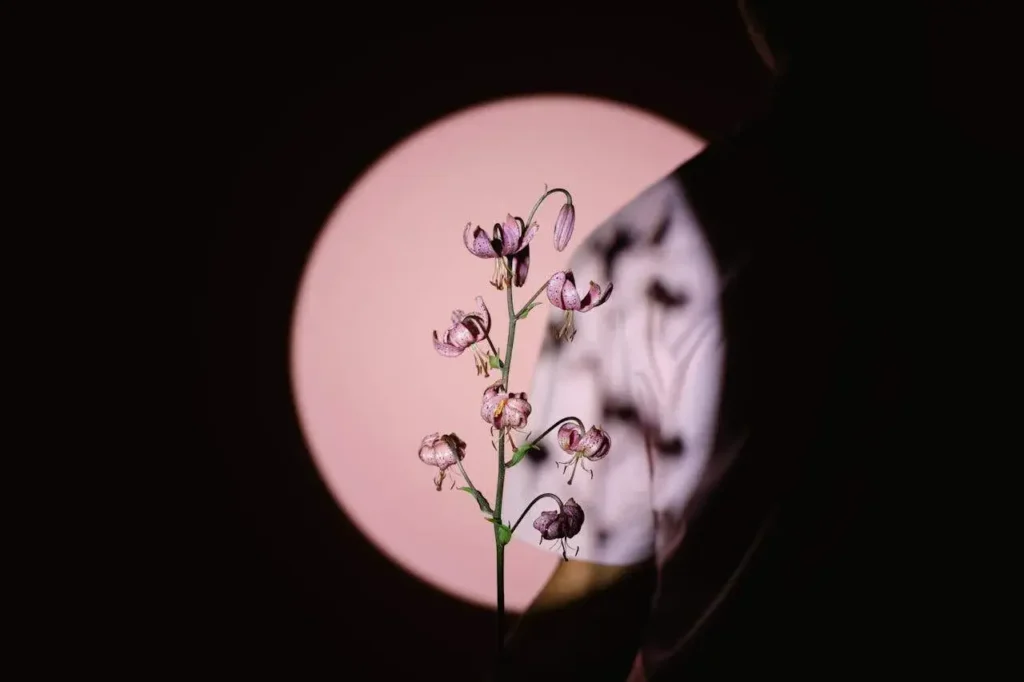A circle of light illuminating a flower