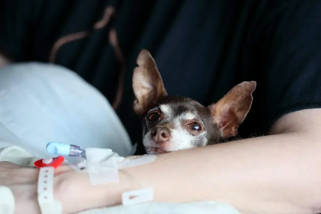 A dog sitting with his owner at the hospital