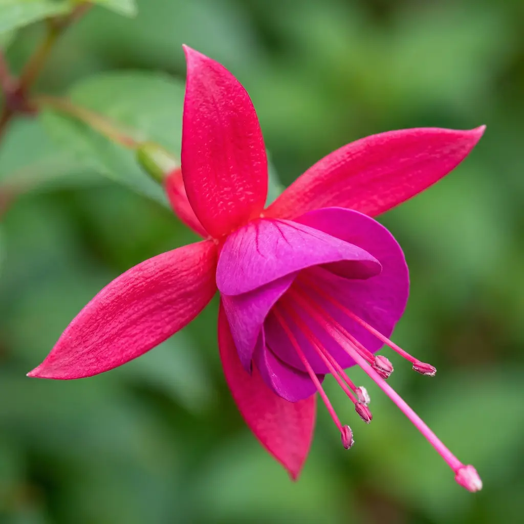 fucsia cor flor
