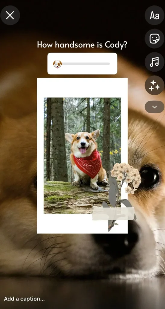 An Instagram story asking followers to react to a photo of a dog with an emoji slider